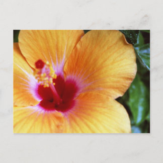 Hibiskus, gelb-orange postkarte