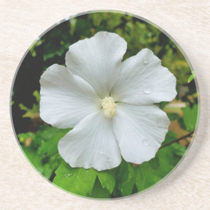 Hibiskus Getränkeuntersetzer
