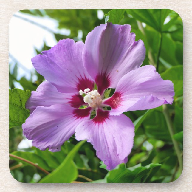 Hibiskus Getränkeuntersetzer (Vorderseite)