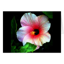 Hibiskus Gibney Das Museum Zazzle