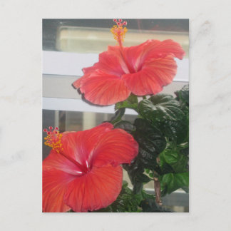 Hibiskus House Pflanze Postkarte
