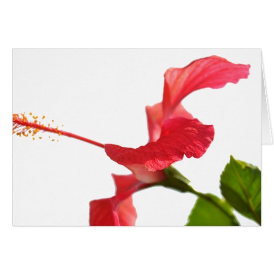 Hibiskus-Karte Karte