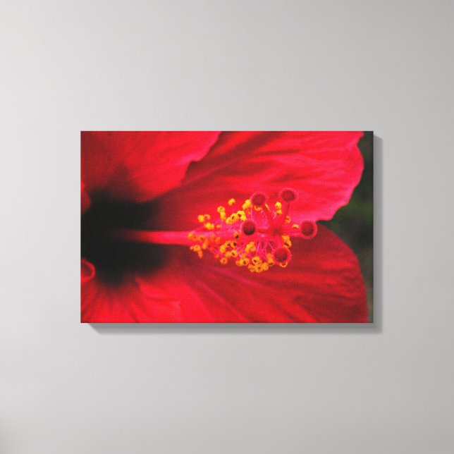 Hibiskus Leinwanddruck (Vorderseite)