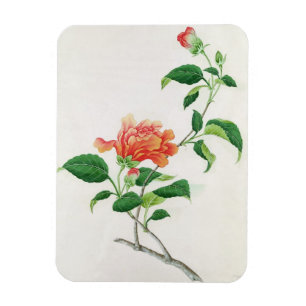 Hibiskus Magnet