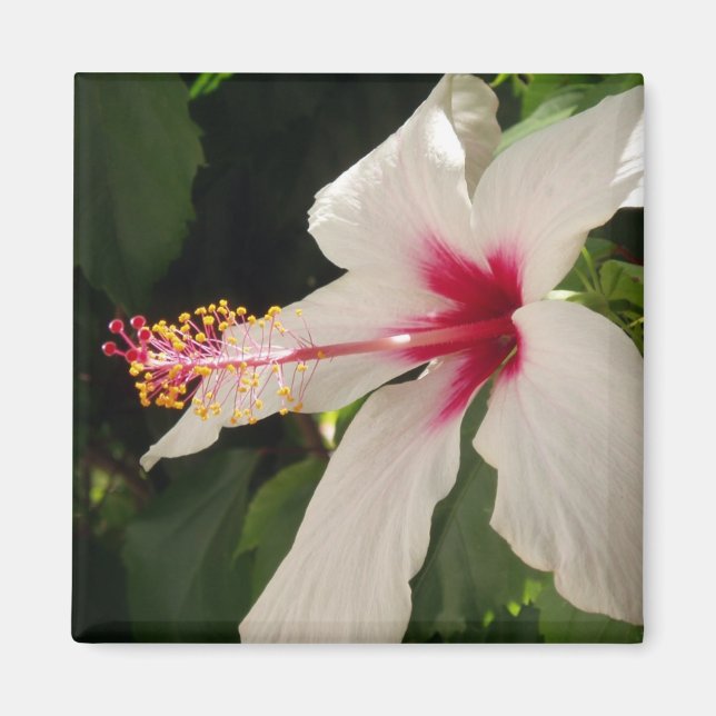 Hibiskus Magnet (Vorne)