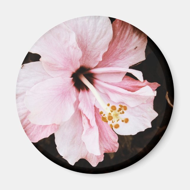 Hibiskus Magnet (Vorne)