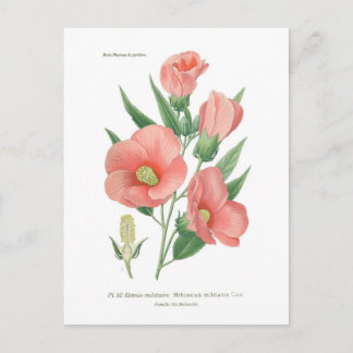 Hibiskus militaris postkarte