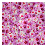 Hibiskus - Muster der chinesischen Rose Blume