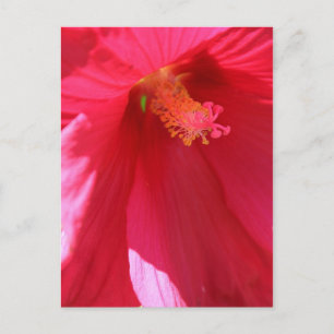 Hibiskus Nr. 1 Postkarte