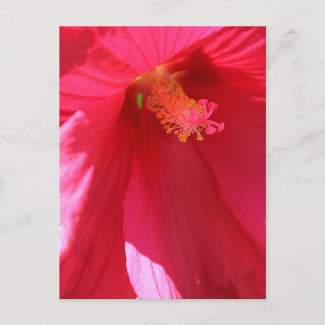 Hibiskus Nr. 1 Postkarte (Vorderseite)