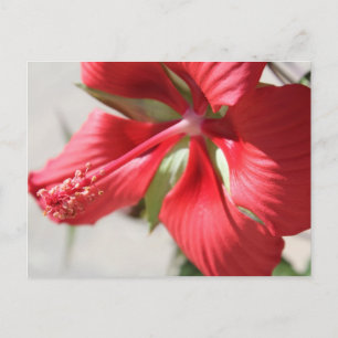 Hibiskus Nr. 3 Postkarte