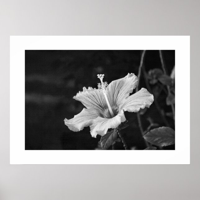Hibiskus-Poster Nr. 2 Poster (Vorne)
