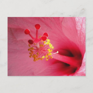 Hibiskus Postkarte