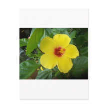 Hibiskus