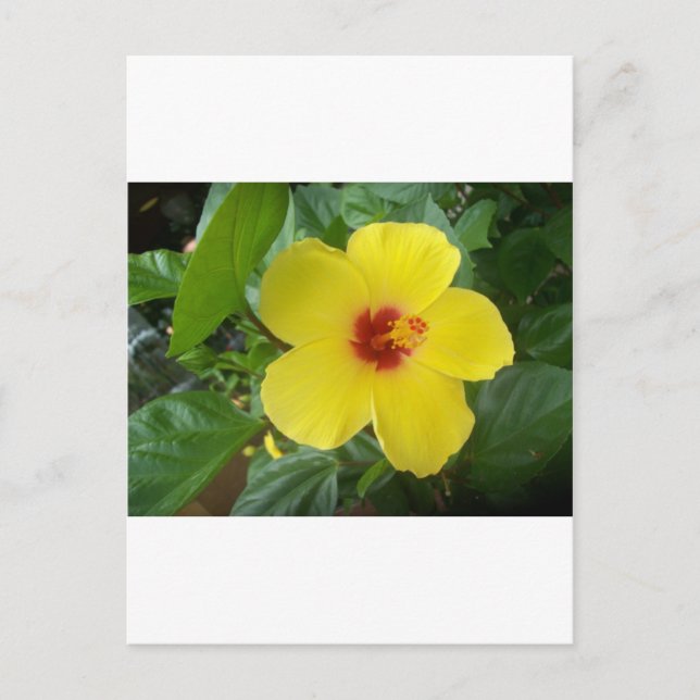 Hibiskus Postkarte (Vorderseite)