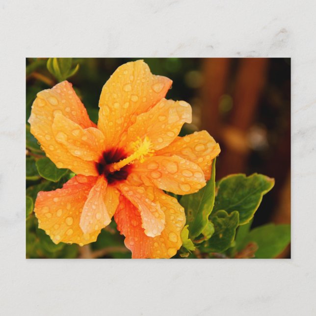 Hibiskus Postkarte (Vorderseite)