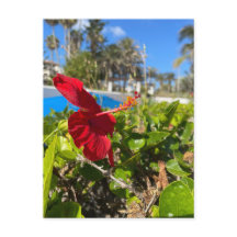 Hibiskus-Postkarte