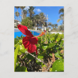 Hibiskus-Postkarte Postkarte