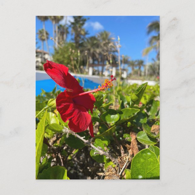 Hibiskus-Postkarte Postkarte (Vorderseite)