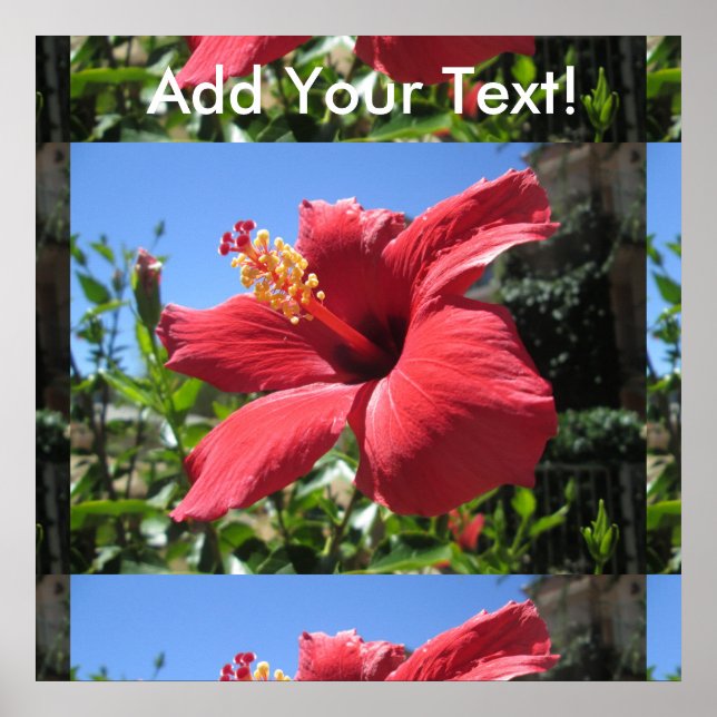 Hibiskus Red Blume Poster (Vorne)