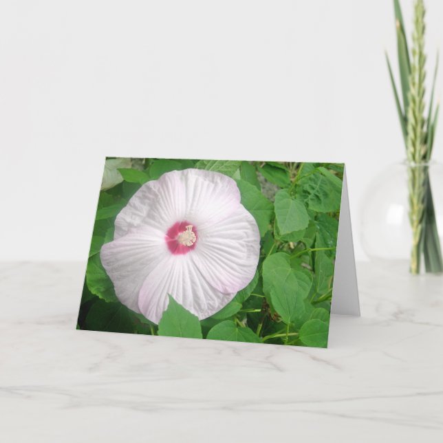 Hibiskus Rosa Dankeskarte (Vorderseite)