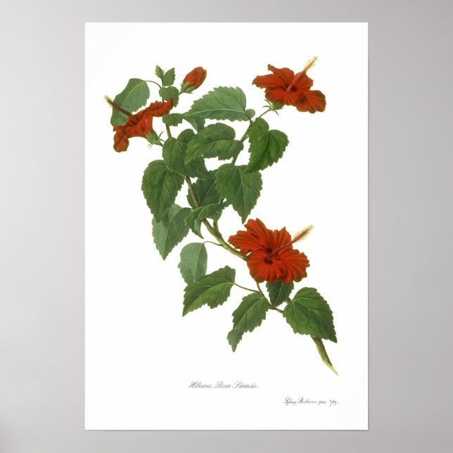 Hibiskus Rosa-sinensis Poster (Vorne)