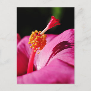 Hibiskus Rosa-sinensis - Schließen eines Hibiskus Postkarte