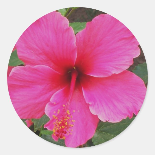 Hibiskus Runder Aufkleber (Vorderseite)