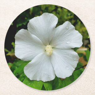 Hibiskus Runder Pappuntersetzer
