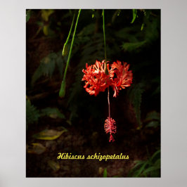 Hibiskus schizopetalus - Japanische Laterne Poster