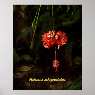 Hibiskus schizopetalus - Japanische Laterne Poster