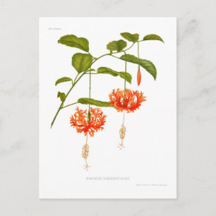 Hibiskus Schizopetalus Postkarte