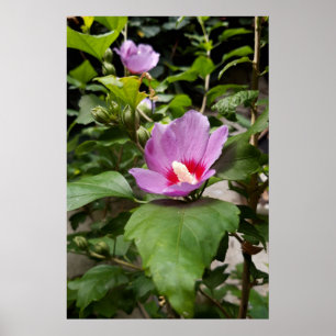 Hibiskus syriacus Aphrodite Shrub , Rose Bloom Poster