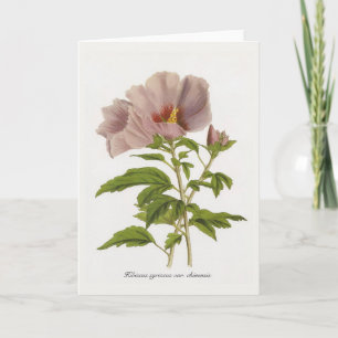 Hibiskus syriacus var. chinensis von Louis-Aristid Karte
