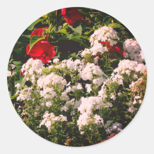 Hibiskus und Phlox-Blume Runder Aufkleber