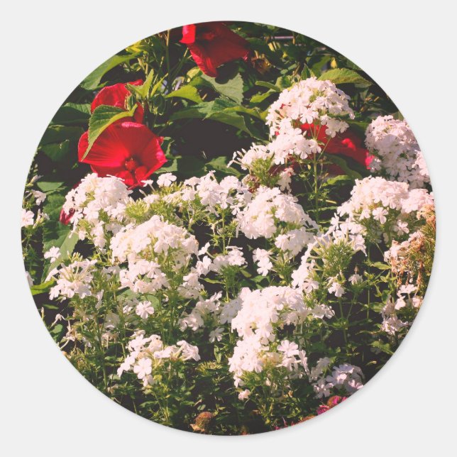 Hibiskus und Phlox-Blume Runder Aufkleber (Vorderseite)