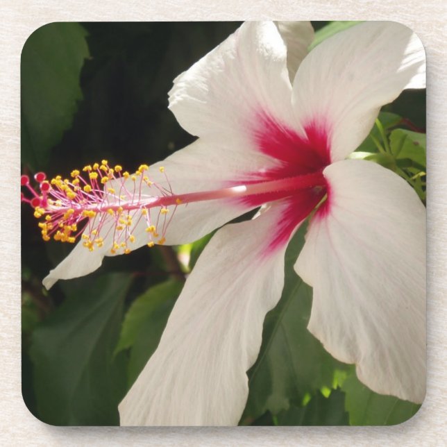 Hibiskus Untersetzer (Vorderseite)