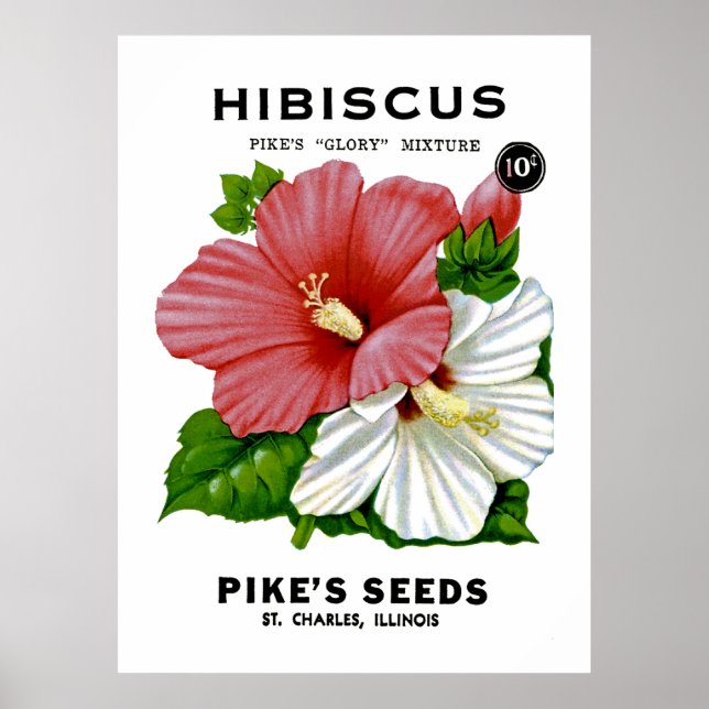 Hibiskus Vintages Saatgut Poster (Vorne)