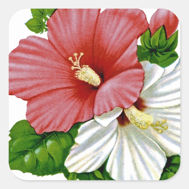 Hibiskus Vintages Saatgut Quadratischer Aufkleber (Vorderseite)