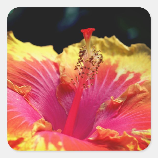 Hibiskusblume nah quadratischer aufkleber (Vorderseite)