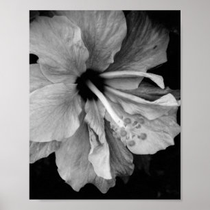 Hibiskusblüten-Fotografie Poster