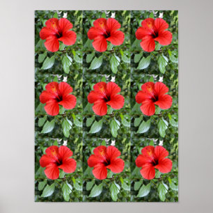 Hibiskusblüten Poster