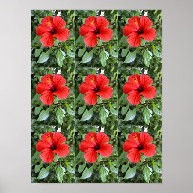Hibiskusblüten Poster (Vorne)