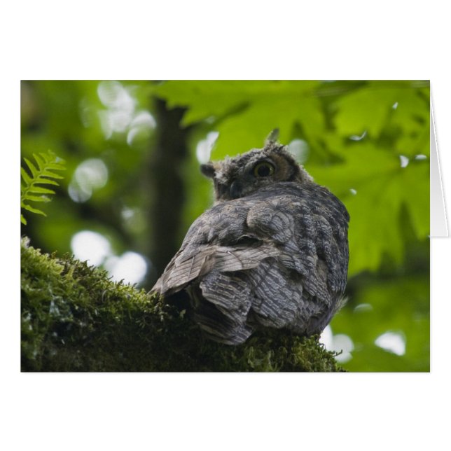 Hibou à la carte de Nisqually (Devant horizontal)