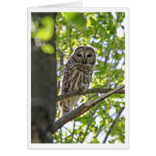 Hibou barré