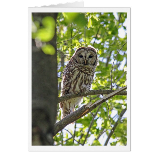 Hibou barré (Devant)