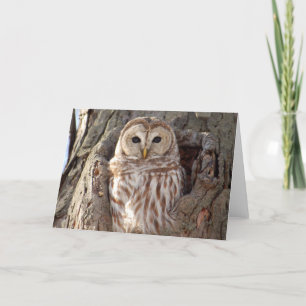 Hibou barré dans la carte de nid d'arbre
