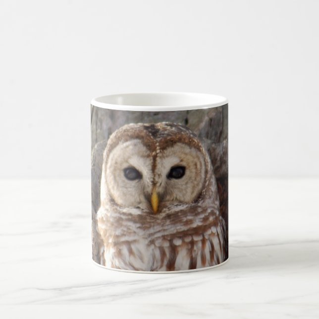 Hibou barré dans la tasse d'arbre (Centre)