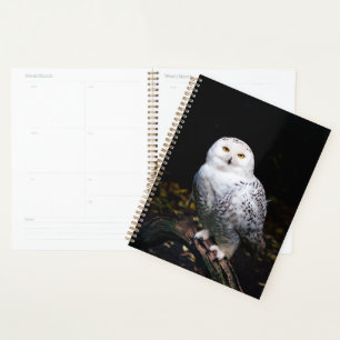 Hibou blanc majestueux d'hiver