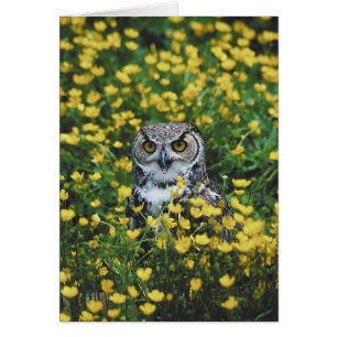 Hibou dans les renoncules